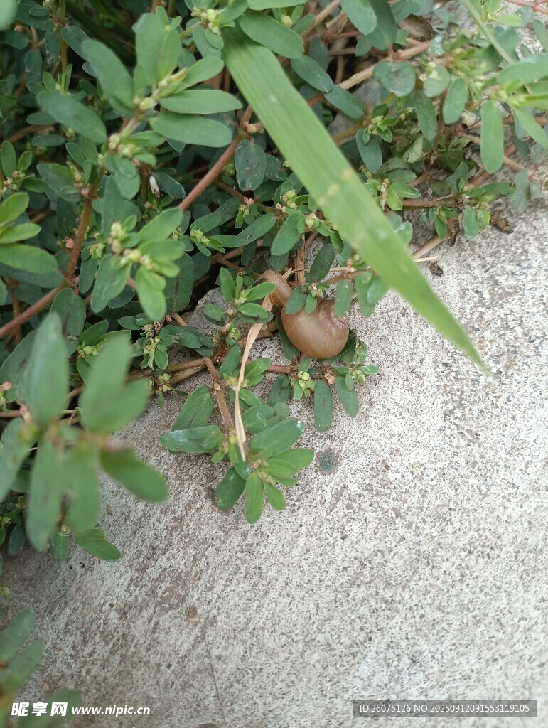 地面生长的绿色植物与蜗牛