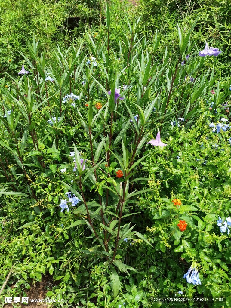 草丛中的蓝花与绿植