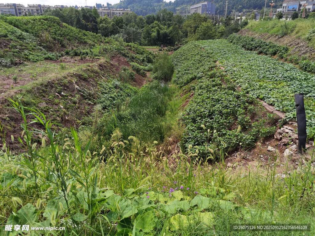 田园风光中的绿植农田