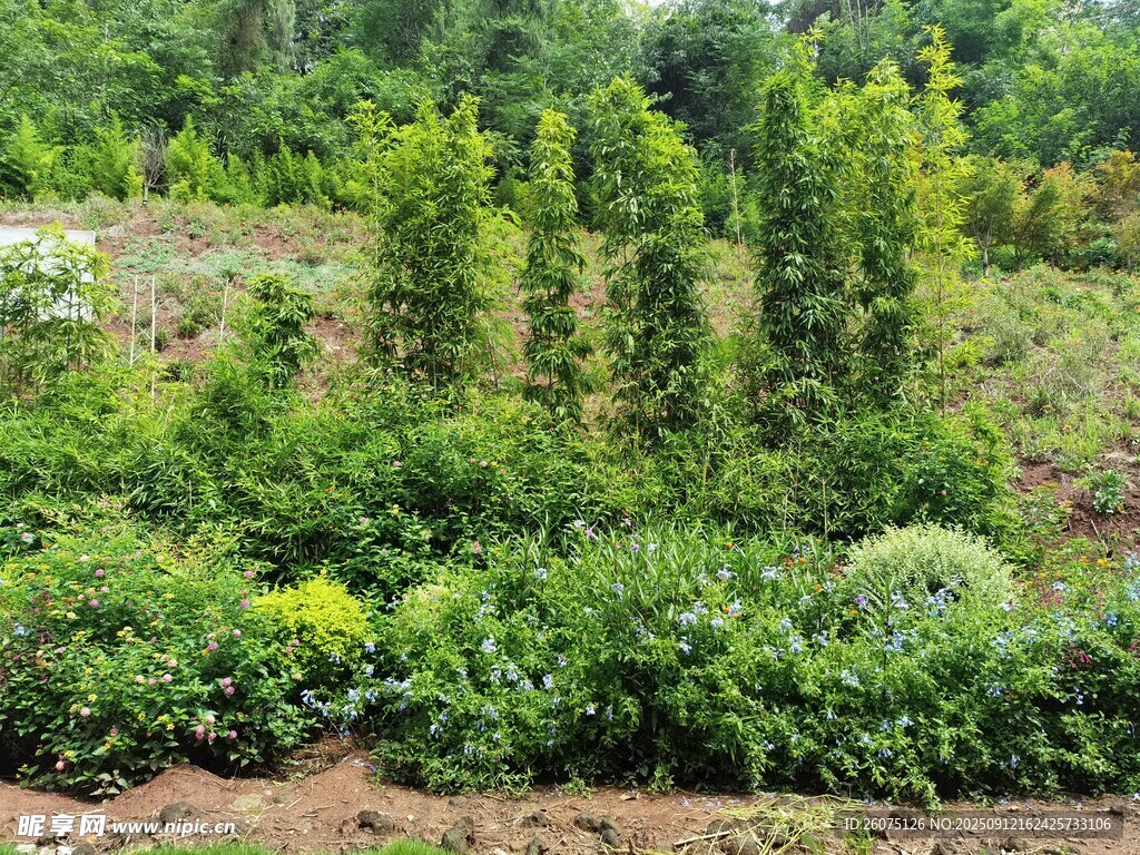 田园绿植景观
