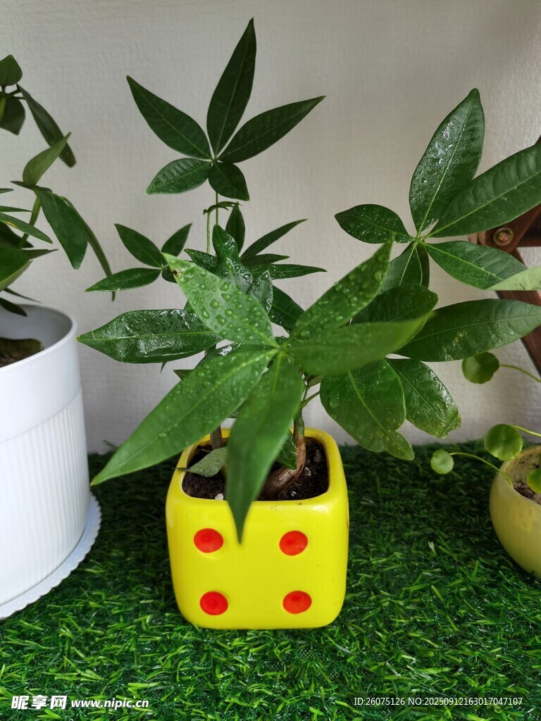 可爱小黄花盆中的绿植