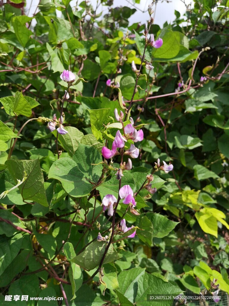 田间绿叶间绽放的粉色豆角花