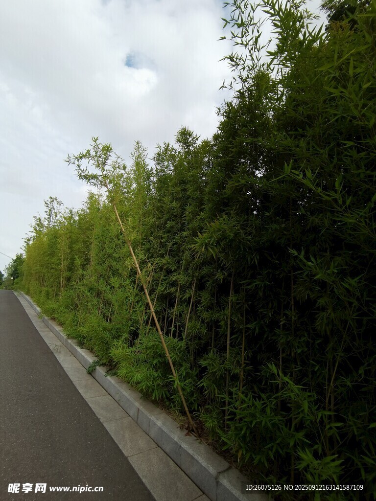 公路旁郁郁葱葱的树林