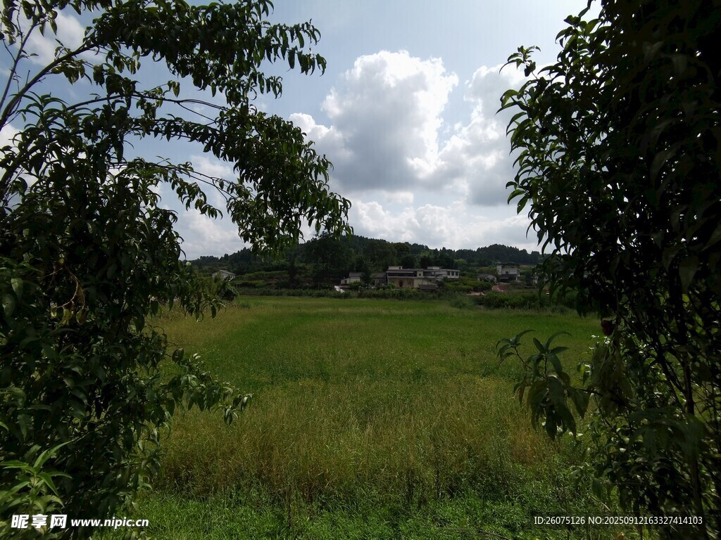 绿野林间风景