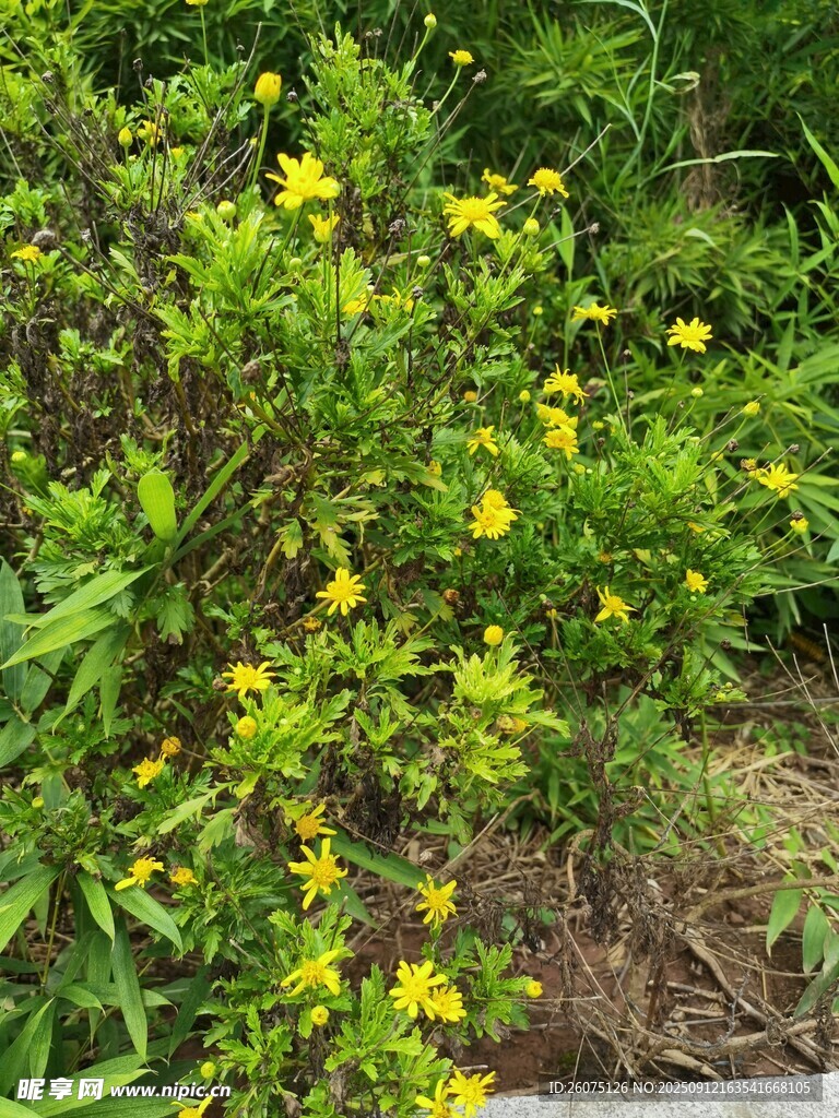 黄色小花绽放于绿植间
