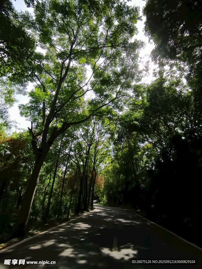 林间幽静小道