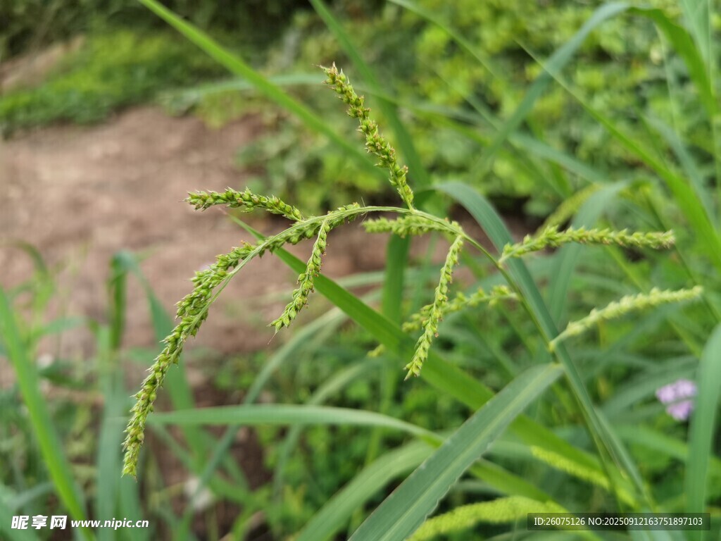 嫩绿藤蔓植物特写