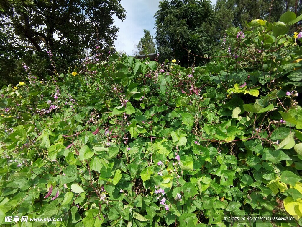 田间繁茂豆角藤蔓与豆角花