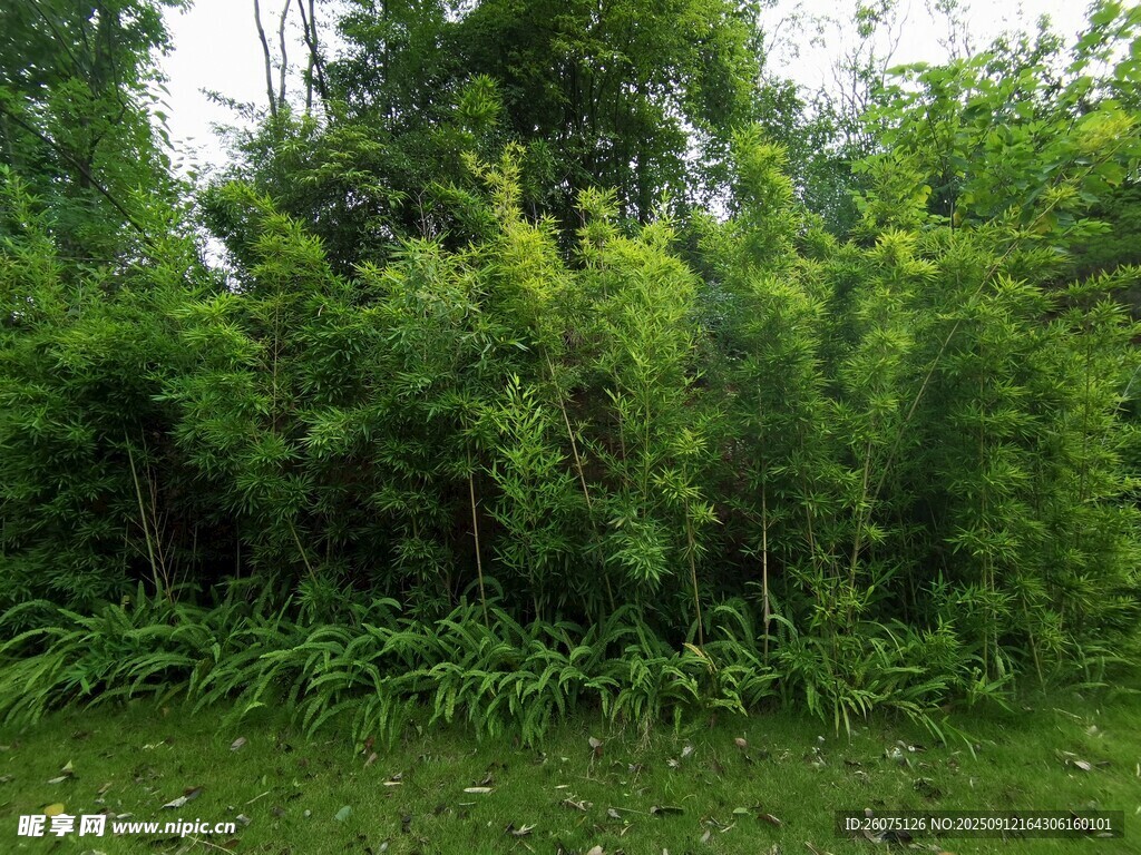 翠绿竹林自然清新景致
