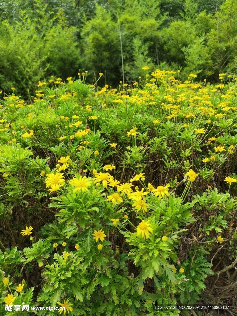 金黄花丛点缀绿意田园