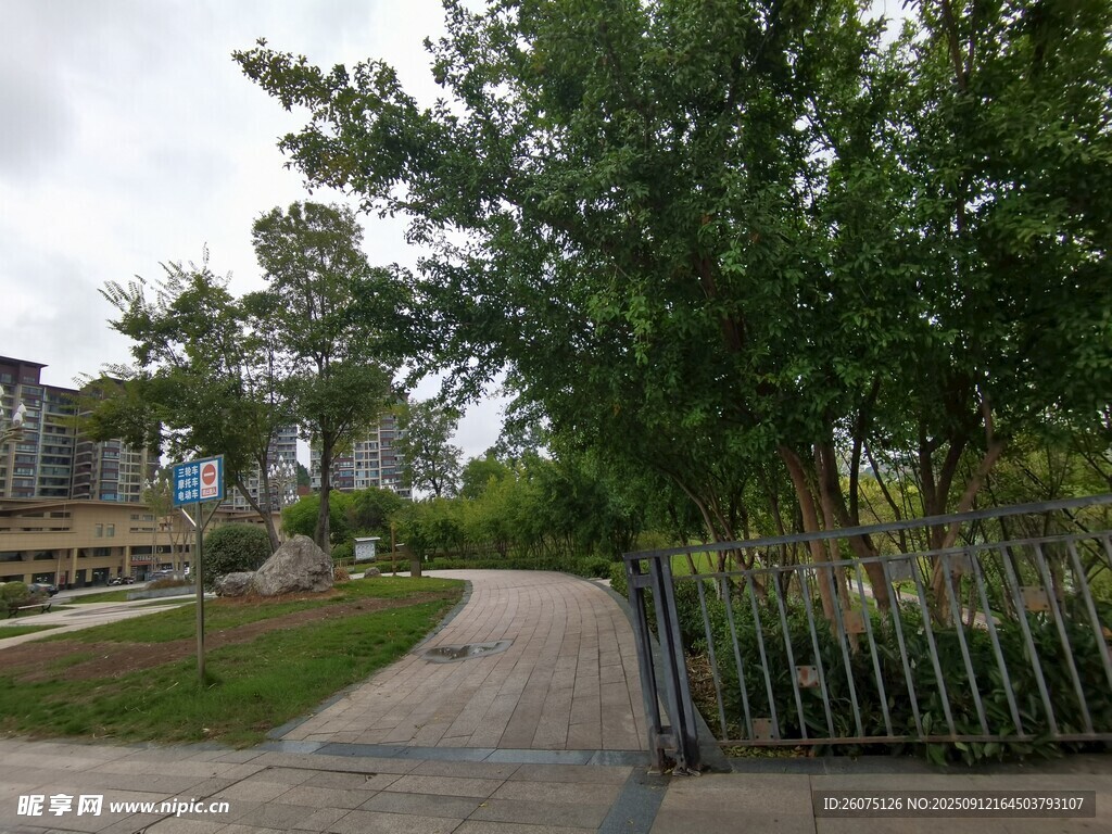 宁静小路旁的绿树与围栏