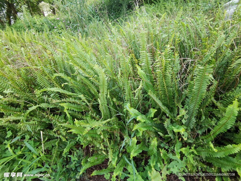 野外茂盛的绿色植物