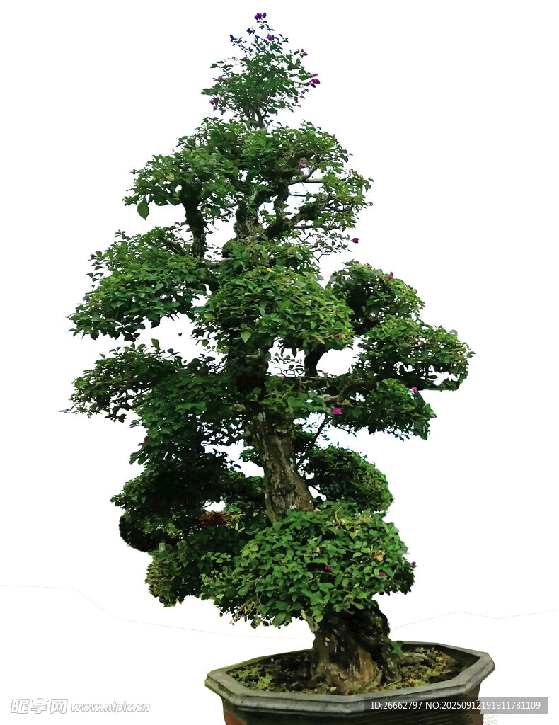 松树  