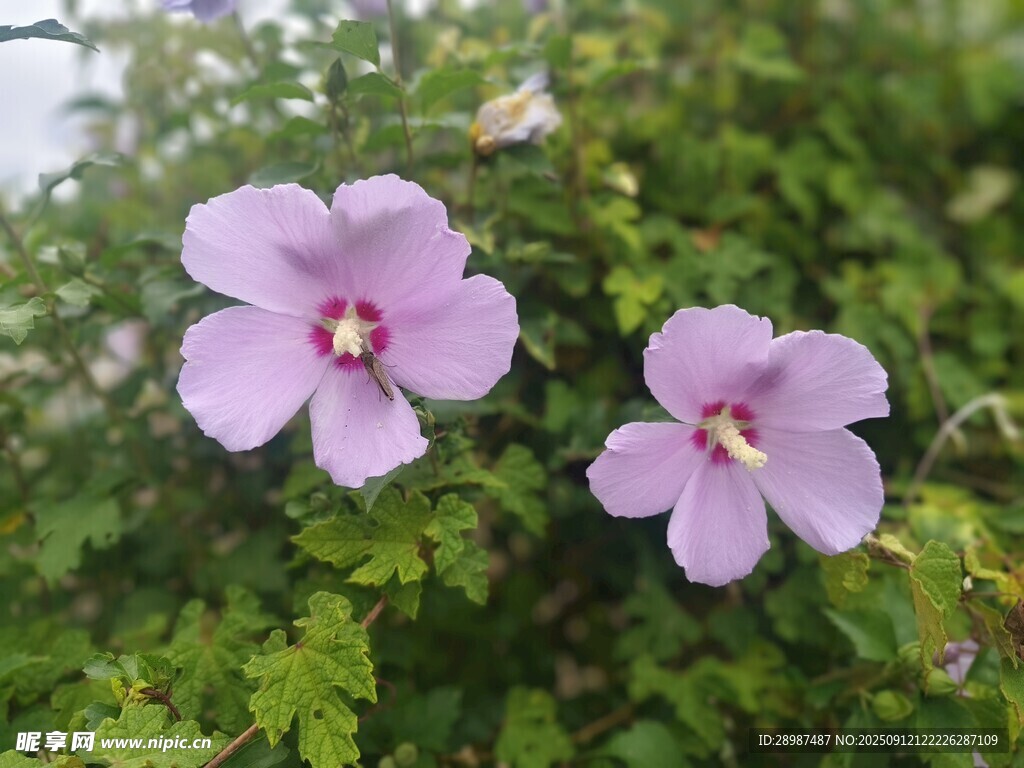 木槿花