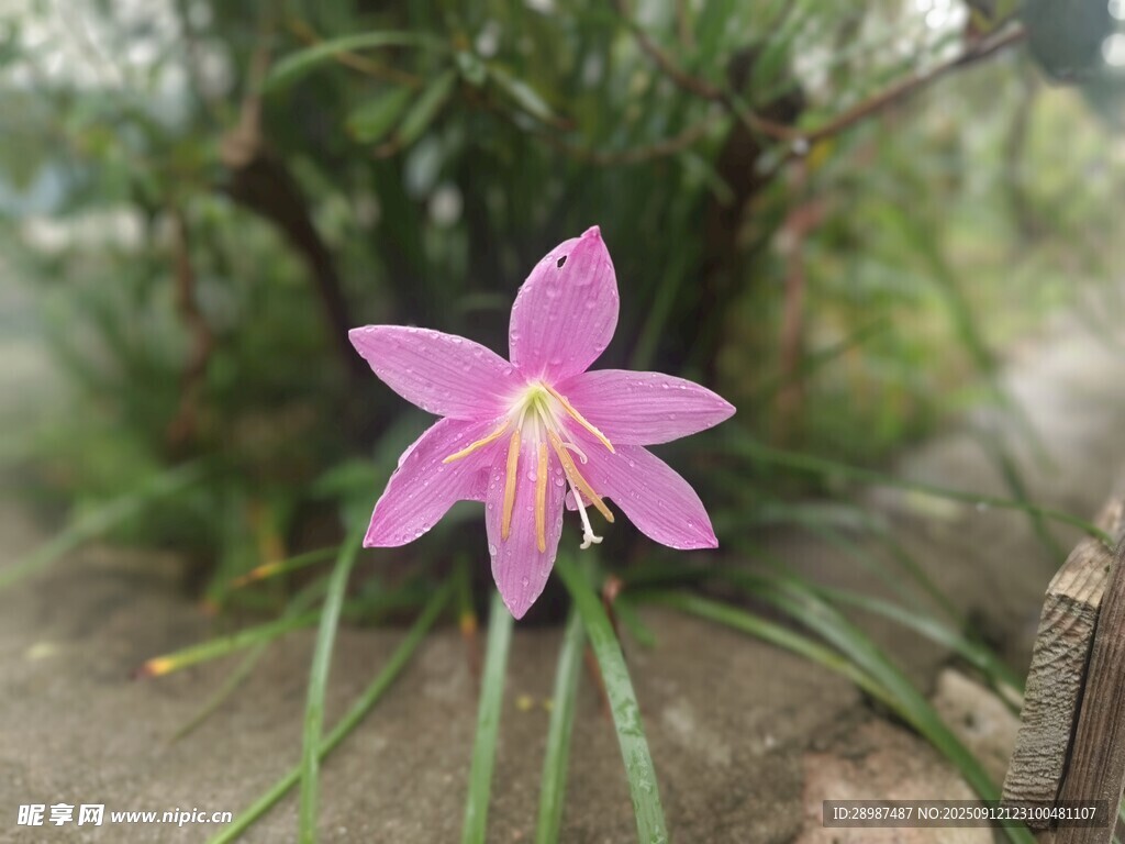 水仙花