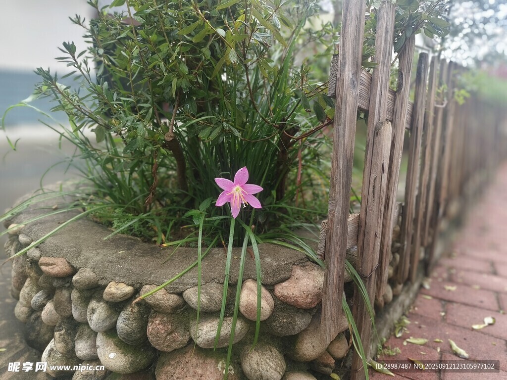 水仙花