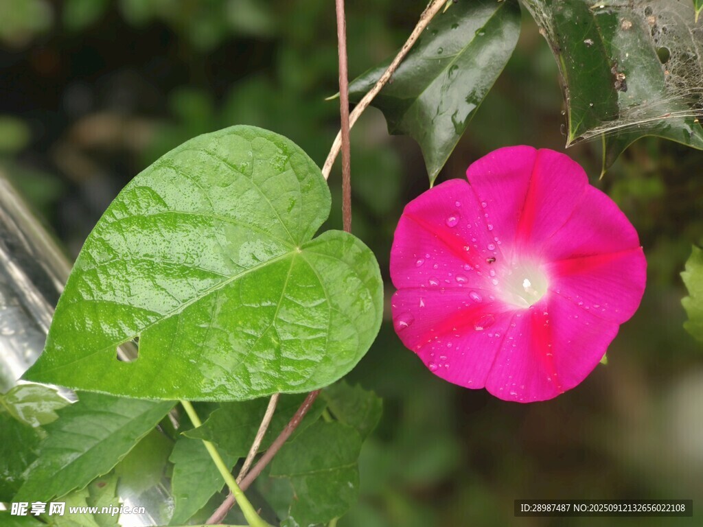 娇艳粉色牵牛花与绿叶