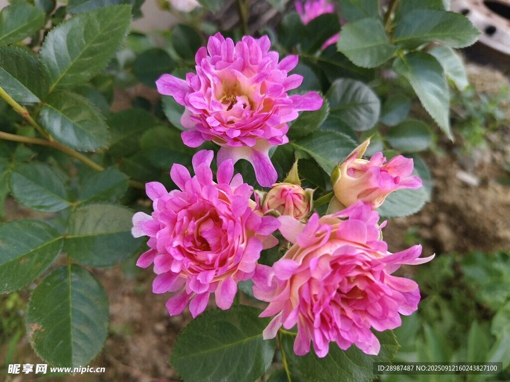 娇艳粉色月季花绽放