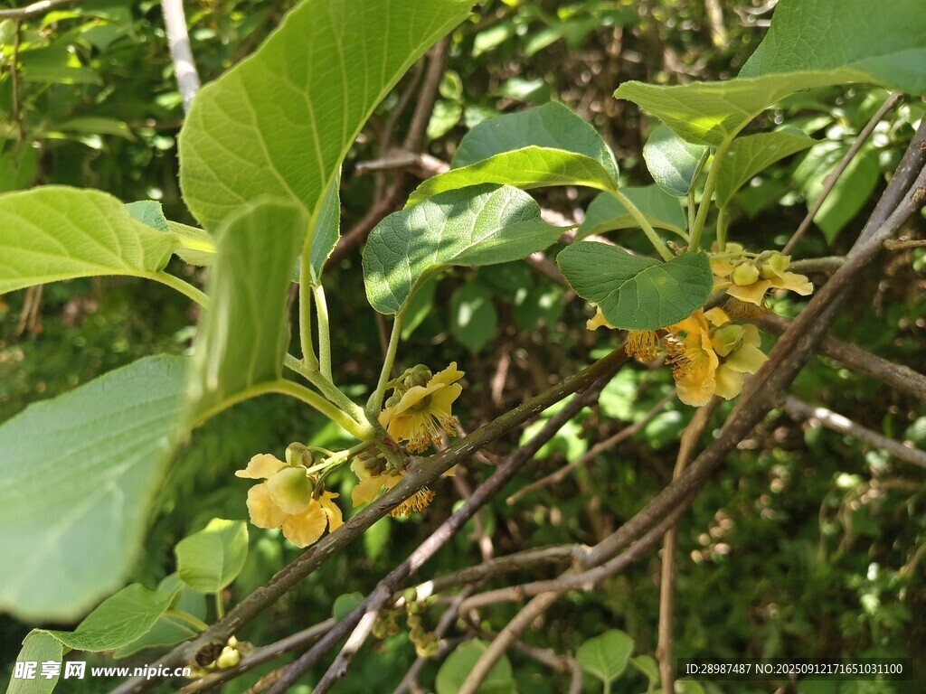 枝头绽放的黄色小花