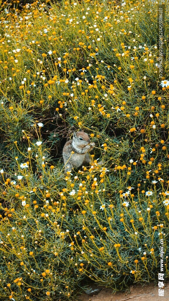 花丛中的猫咪