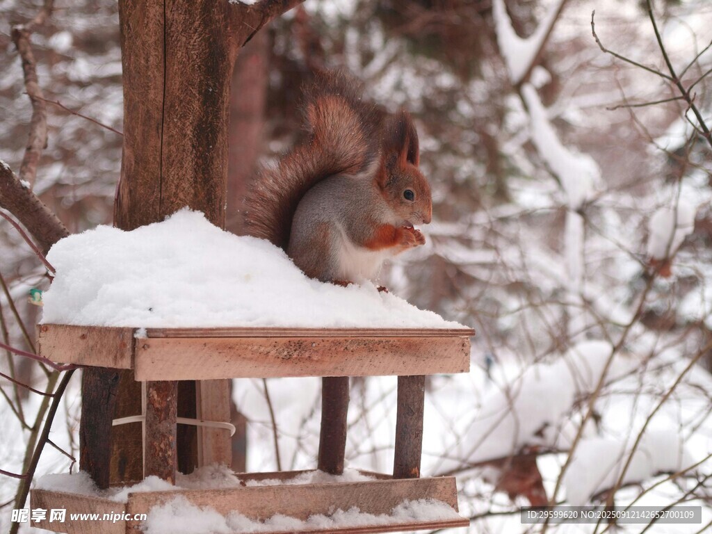 雪地中的松鼠站在喂食器上