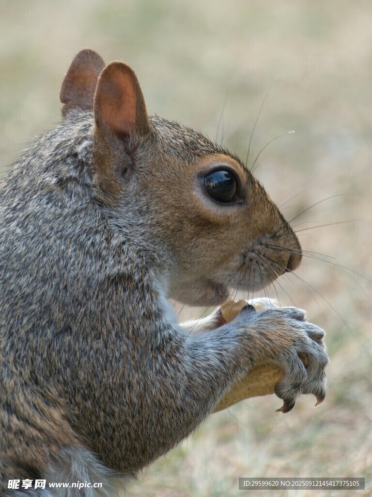 进食中的松鼠