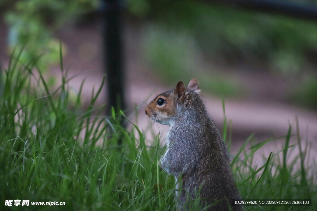 草丛中的松鼠