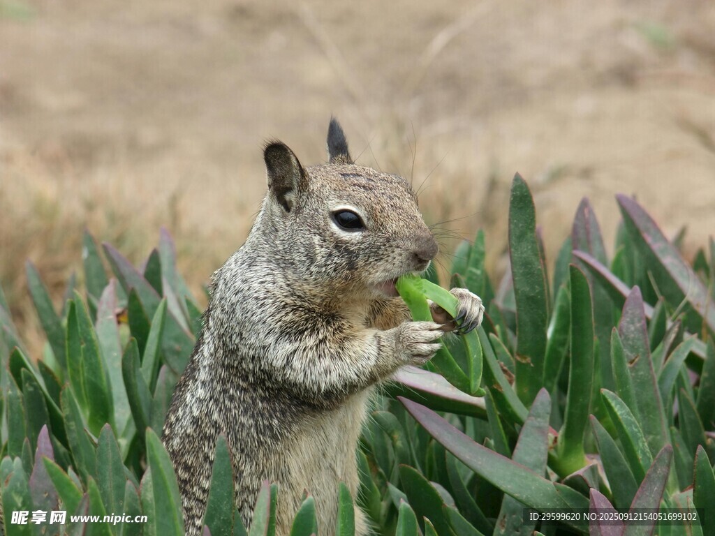 松鼠于草丛中进食