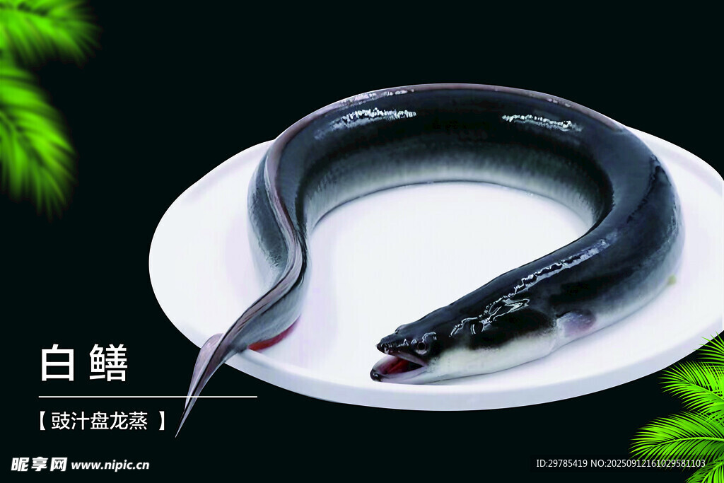 白 鳝