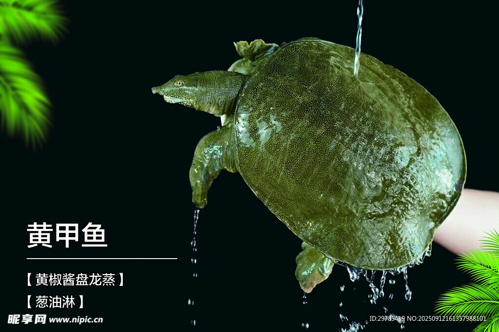黄甲鱼