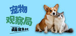 宠物观察局萌宠海报