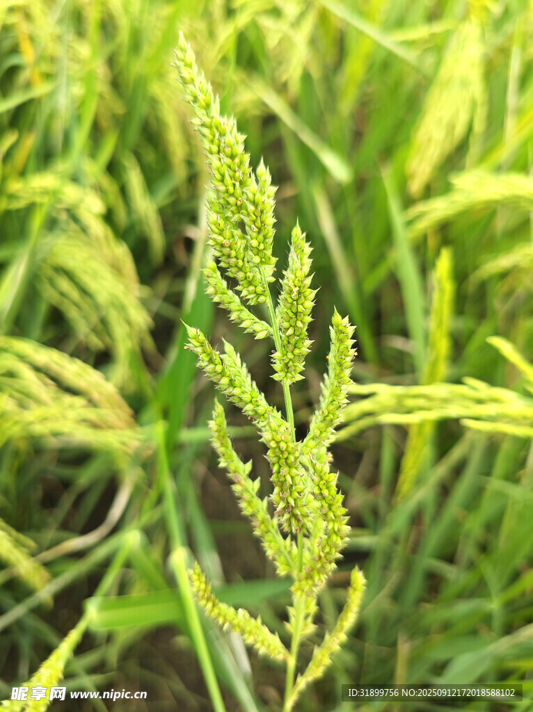 稗子