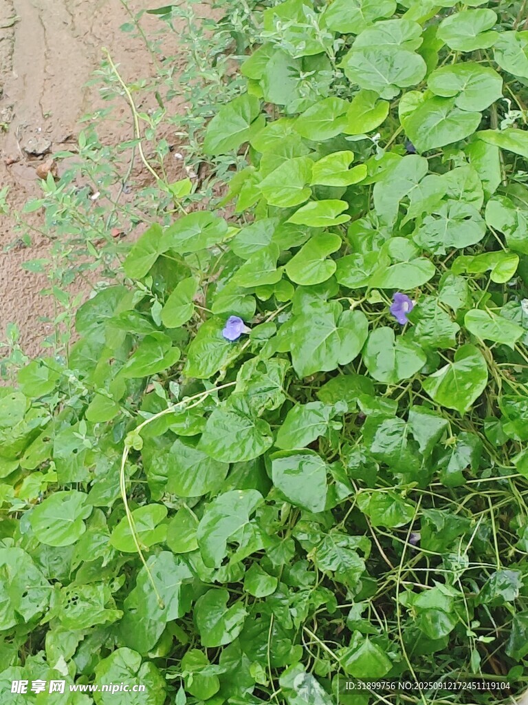 牵牛花