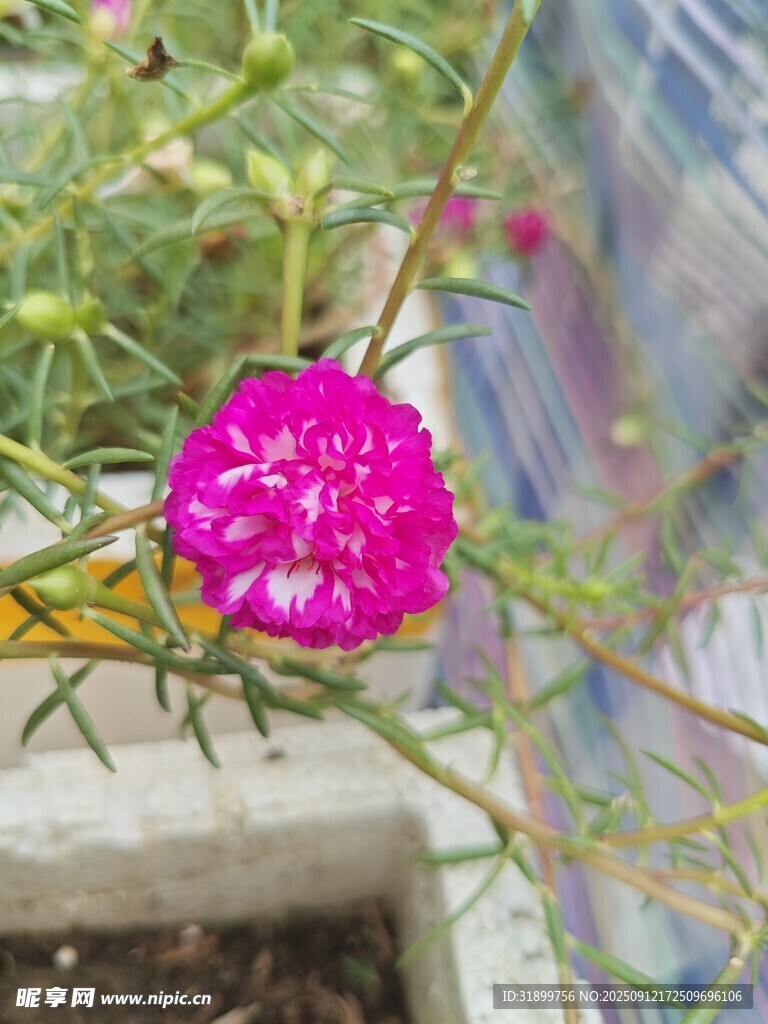 太阳花