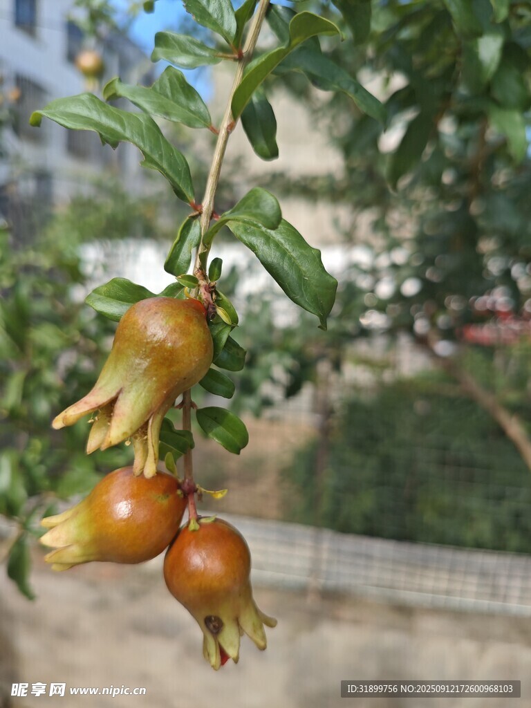 石榴
