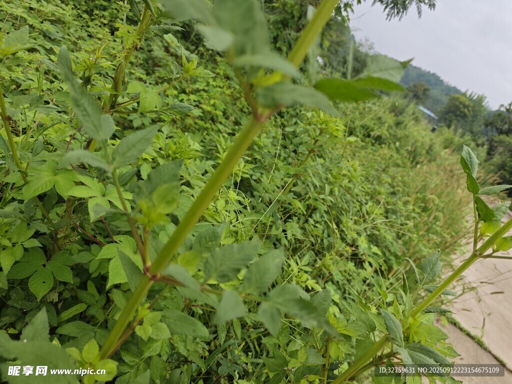 路边繁茂的绿色植物