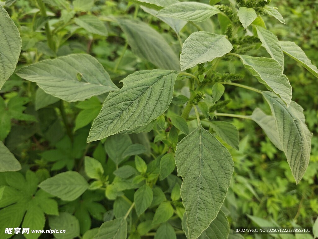 绿叶植物特写