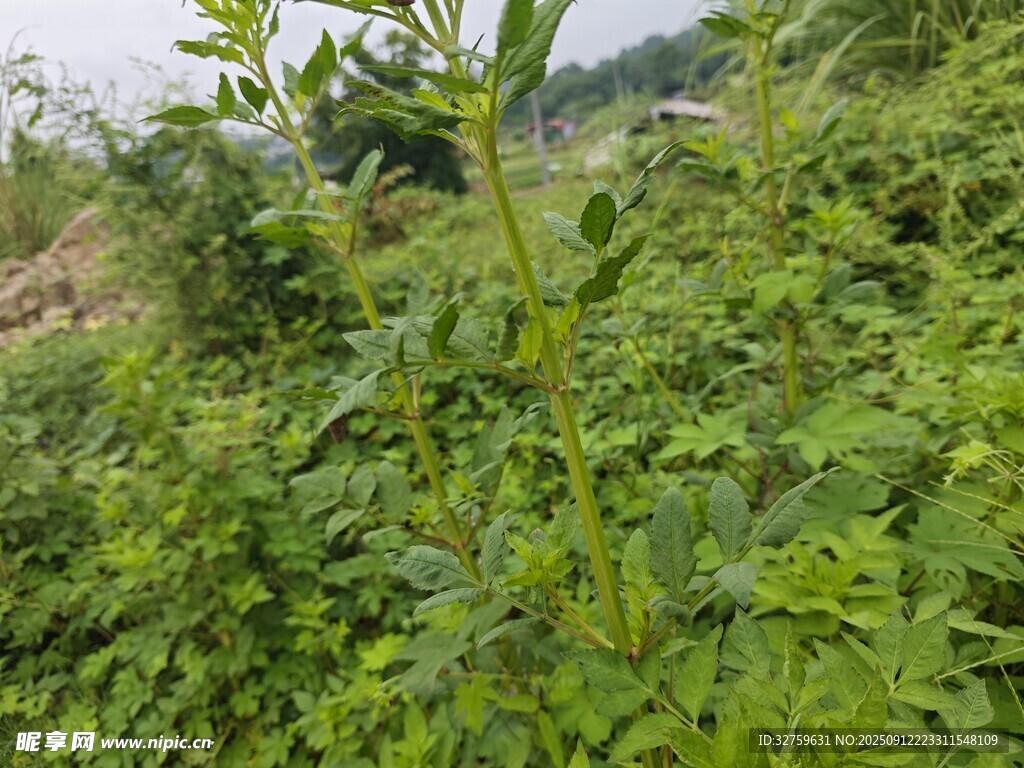 野外绿色植物景观