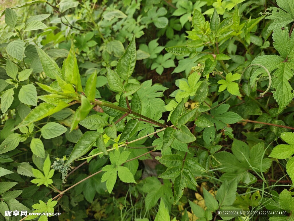 繁茂绿植景观