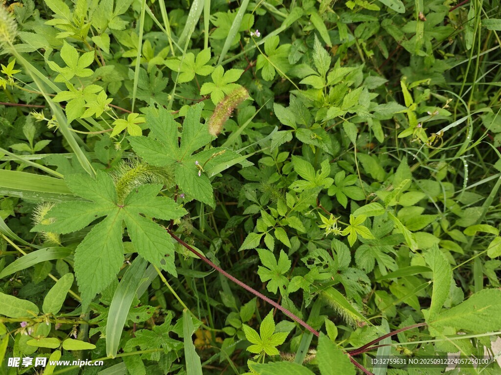 繁茂绿色植物景象