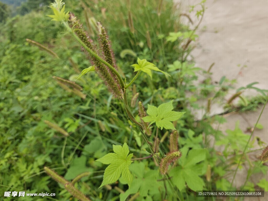 路边生长的绿色植物