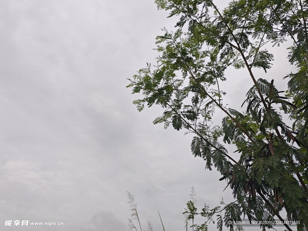 天空下的繁茂树枝