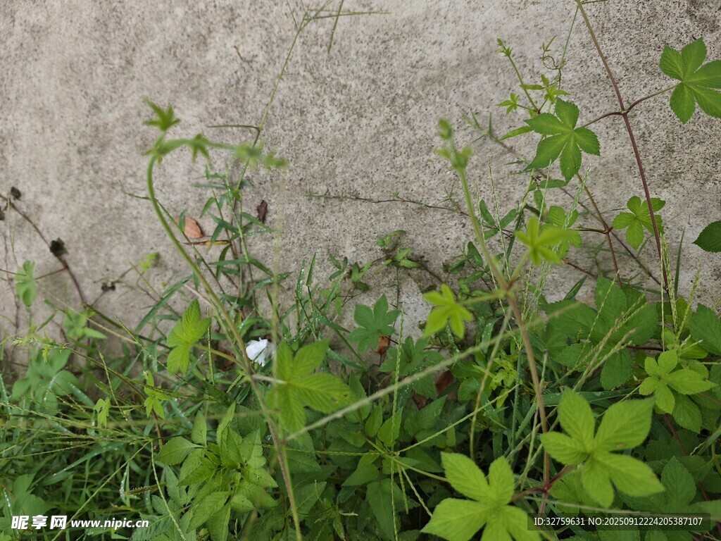 墙边生长的绿色植物
