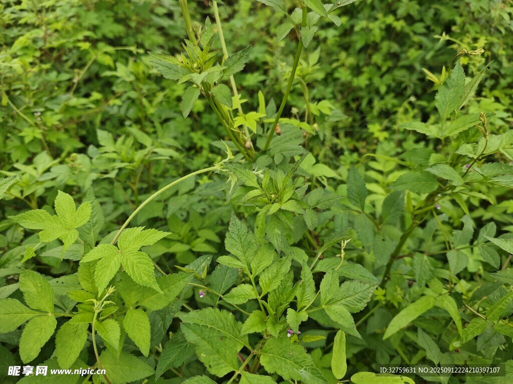 茂密绿植景观