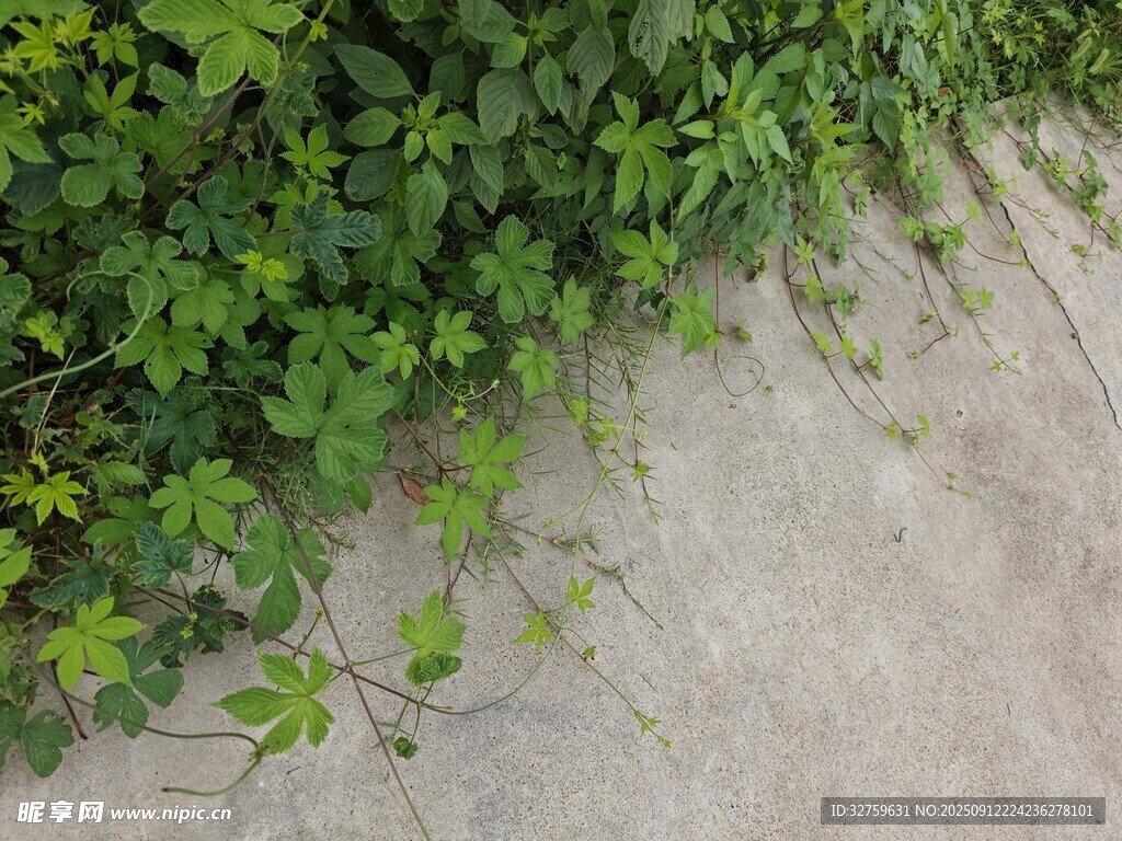 路边翠绿蔓延的爬藤植物