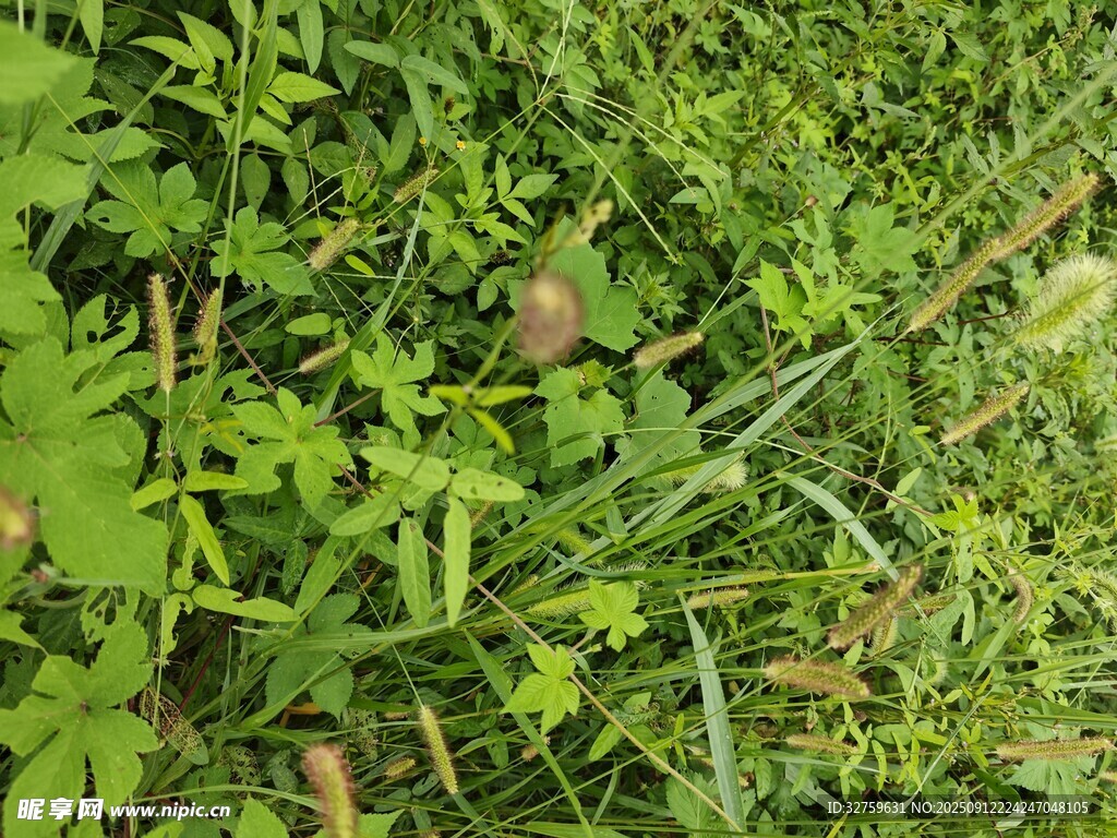 翠绿繁茂的草地植物
