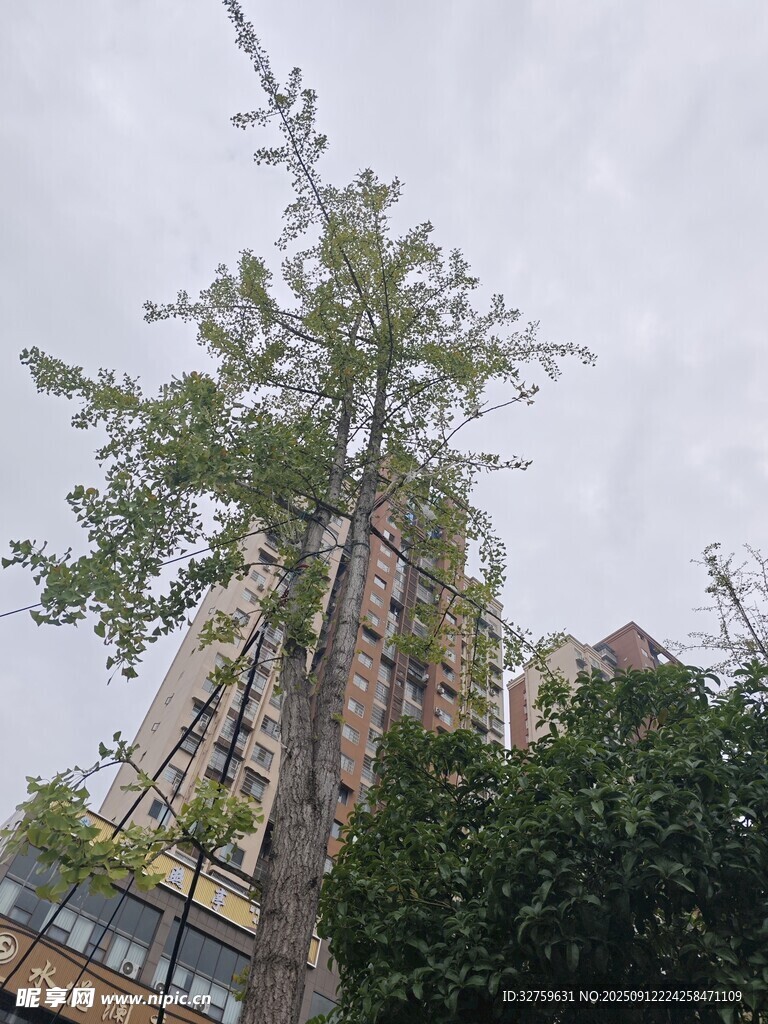 高耸入云的挺拔树木