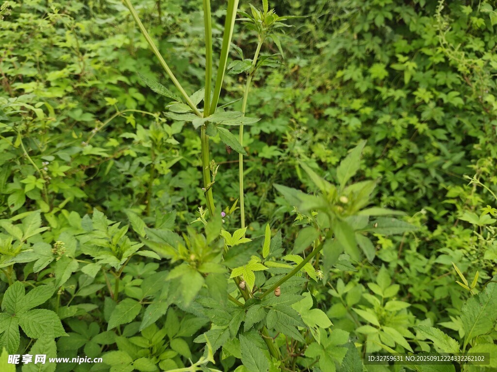 茂密绿色植物景观