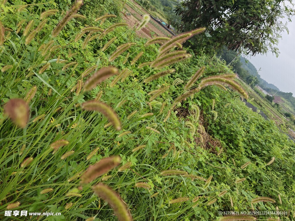 山坡上的茂密狗尾草