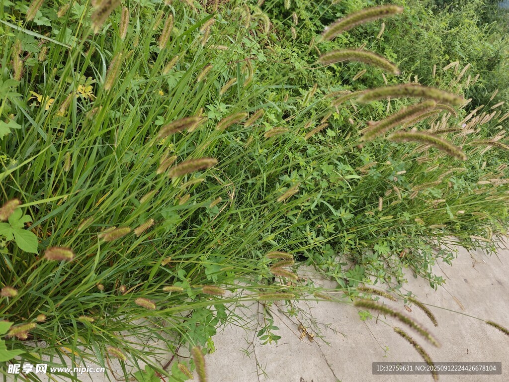 路边茂盛的绿色草丛
